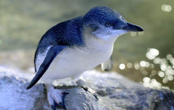 Водоплавающие-птицы-Описание-названия-и-особенности-водоплавающих-птиц-114