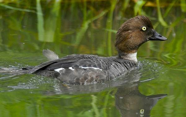 Водоплавающие-птицы-Описание-названия-и-особенности-водоплавающих-птиц-3