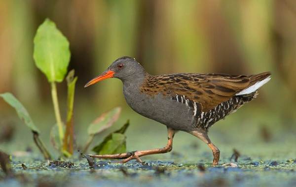 Водоплавающие-птицы-Описание-названия-и-особенности-водоплавающих-птиц-127