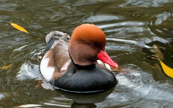 Водоплавающие-птицы-Описание-названия-и-особенности-водоплавающих-птиц-92