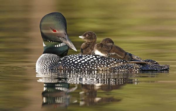 Водоплавающие-птицы-Описание-названия-и-особенности-водоплавающих-птиц-31