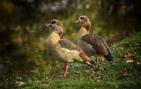 Водоплавающие-птицы-Описание-названия-и-особенности-водоплавающих-птиц-90