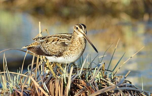 Водоплавающие-птицы-Описание-названия-и-особенности-водоплавающих-птиц-134