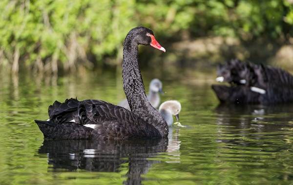 Водоплавающие-птицы-Описание-названия-и-особенности-водоплавающих-птиц-108