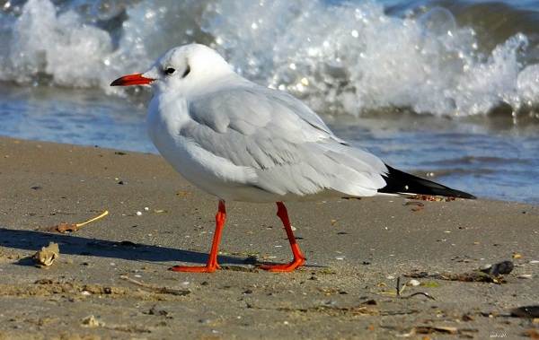 Водоплавающие-птицы-Описание-названия-и-особенности-водоплавающих-птиц-132
