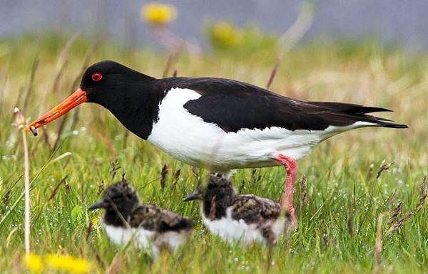 Водоплавающие-птицы-Описание-названия-и-особенности-водоплавающих-птиц-64