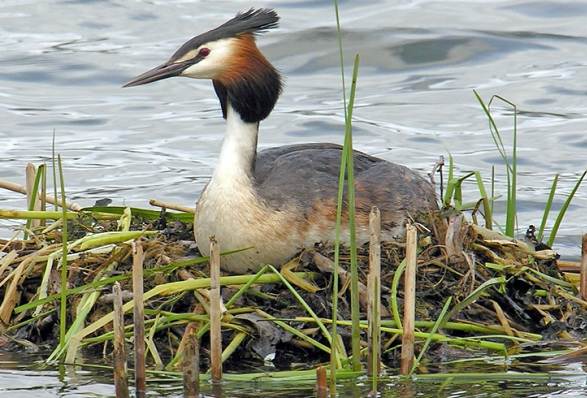 Водоплавающие-птицы-Описание-названия-и-особенности-водоплавающих-птиц-34