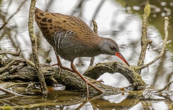 Водоплавающие-птицы-Описание-названия-и-особенности-водоплавающих-птиц-126