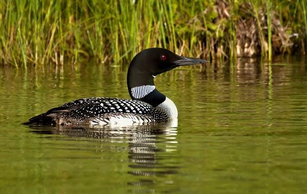 Водоплавающие-птицы-Описание-названия-и-особенности-водоплавающих-птиц-109