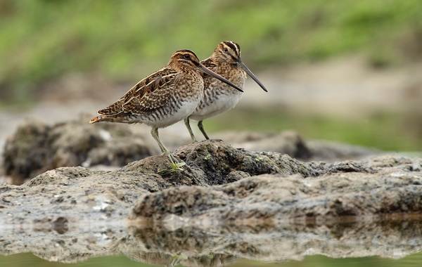 Водоплавающие-птицы-Описание-названия-и-особенности-водоплавающих-птиц-135