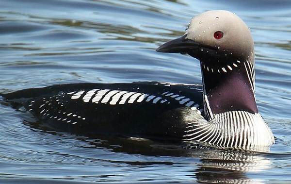 Водоплавающие-птицы-Описание-названия-и-особенности-водоплавающих-птиц-19