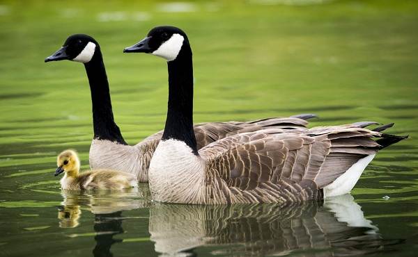 Водоплавающие-птицы-Описание-названия-и-особенности-водоплавающих-птиц-12