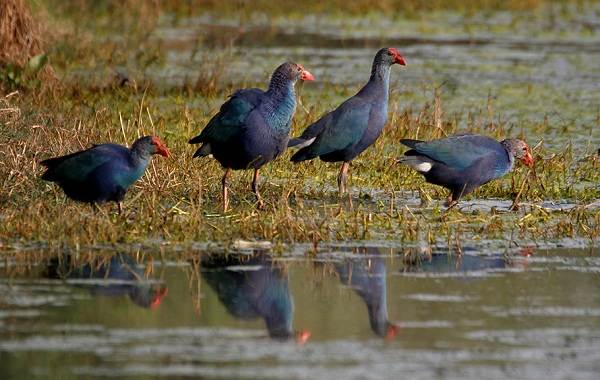 Водоплавающие-птицы-Описание-названия-и-особенности-водоплавающих-птиц-128