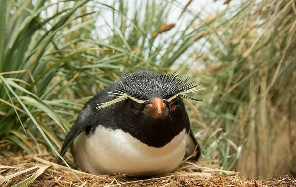 Водоплавающие-птицы-Описание-названия-и-особенности-водоплавающих-птиц-113