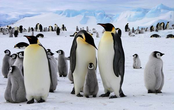 Водоплавающие-птицы-Описание-названия-и-особенности-водоплавающих-птиц-111