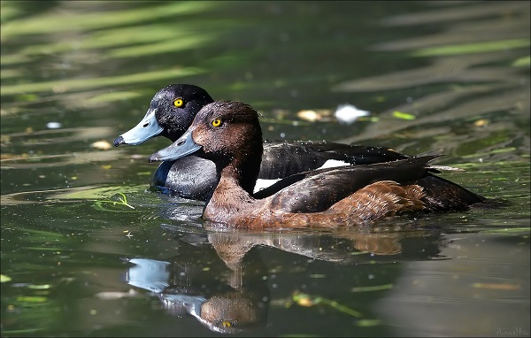 Водоплавающие-птицы-Описание-названия-и-особенности-водоплавающих-птиц-150