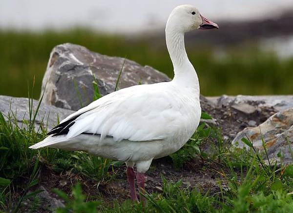 Водоплавающие-птицы-Описание-названия-и-особенности-водоплавающих-птиц-6