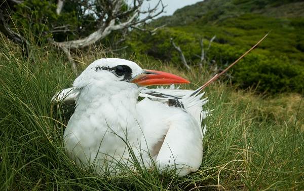 Водоплавающие-птицы-Описание-названия-и-особенности-водоплавающих-птиц-125