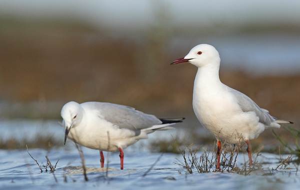 Водоплавающие-птицы-Описание-названия-и-особенности-водоплавающих-птиц-133