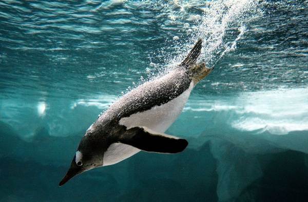 Водоплавающие-птицы-Описание-названия-и-особенности-водоплавающих-птиц-49