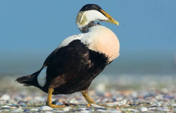 Водоплавающие-птицы-Описание-названия-и-особенности-водоплавающих-птиц-15