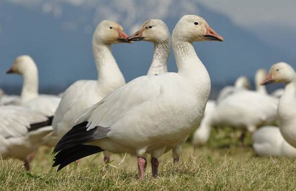 Водоплавающие-птицы-Описание-названия-и-особенности-водоплавающих-птиц-7