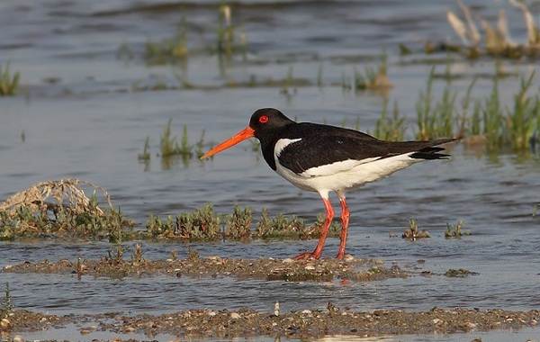 Водоплавающие-птицы-Описание-названия-и-особенности-водоплавающих-птиц-66