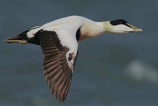 Водоплавающие-птицы-Описание-названия-и-особенности-водоплавающих-птиц-16