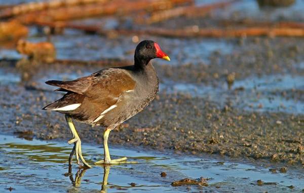 Водоплавающие-птицы-Описание-названия-и-особенности-водоплавающих-птиц-131