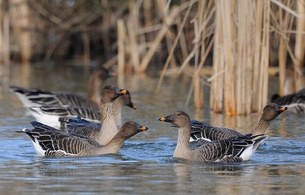 Водоплавающие-птицы-Описание-названия-и-особенности-водоплавающих-птиц-11
