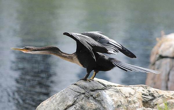 Водоплавающие-птицы-Описание-названия-и-особенности-водоплавающих-птиц-123