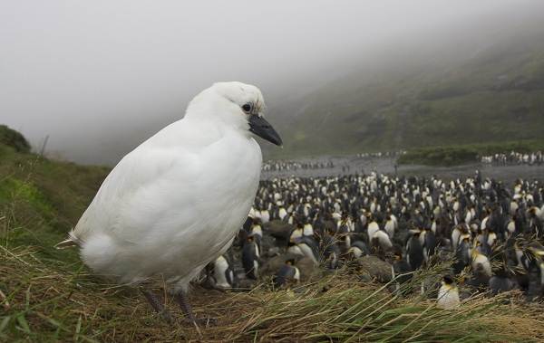 Водоплавающие-птицы-Описание-названия-и-особенности-водоплавающих-птиц-116
