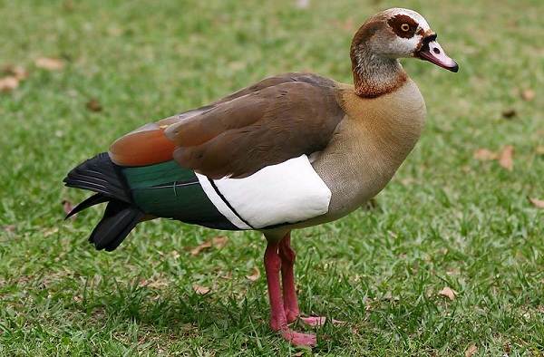 Водоплавающие-птицы-Описание-названия-и-особенности-водоплавающих-птиц-91