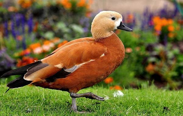 Водоплавающие-птицы-Описание-названия-и-особенности-водоплавающих-птиц-9-1