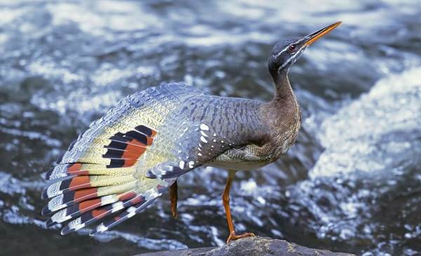 Водоплавающие-птицы-Описание-названия-и-особенности-водоплавающих-птиц-53
