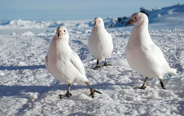 Водоплавающие-птицы-Описание-названия-и-особенности-водоплавающих-птиц-117