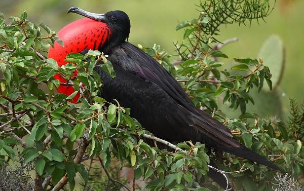 Водоплавающие-птицы-Описание-названия-и-особенности-водоплавающих-птиц-46