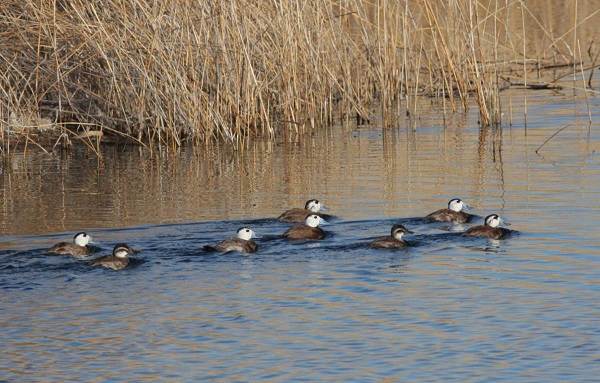 Водоплавающие-птицы-Описание-названия-и-особенности-водоплавающих-птиц-105