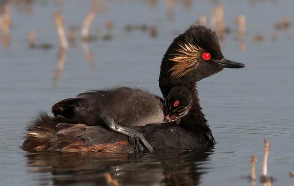 Водоплавающие-птицы-Описание-названия-и-особенности-водоплавающих-птиц-36