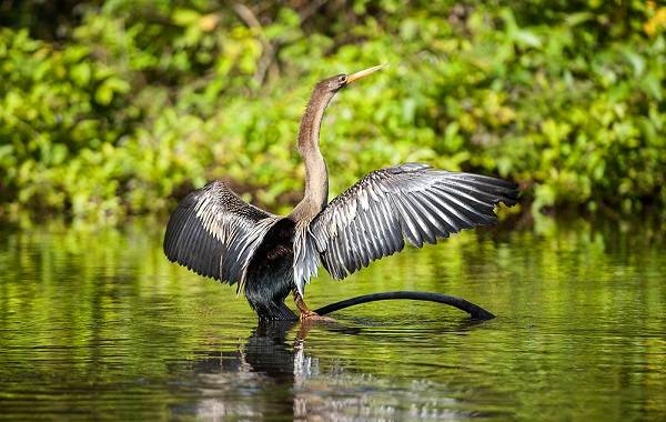 Водоплавающие-птицы-Описание-названия-и-особенности-водоплавающих-птиц-122