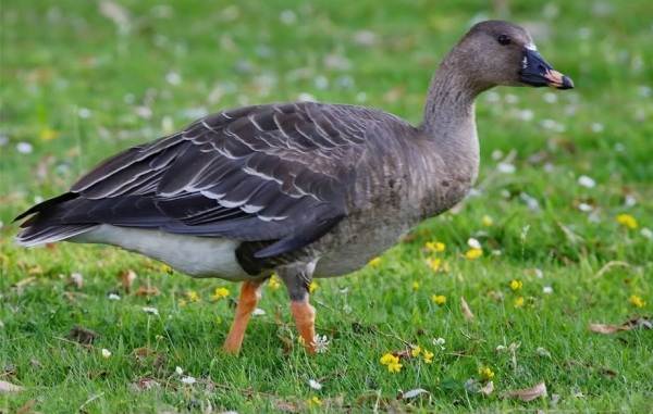 Водоплавающие-птицы-Описание-названия-и-особенности-водоплавающих-птиц-10