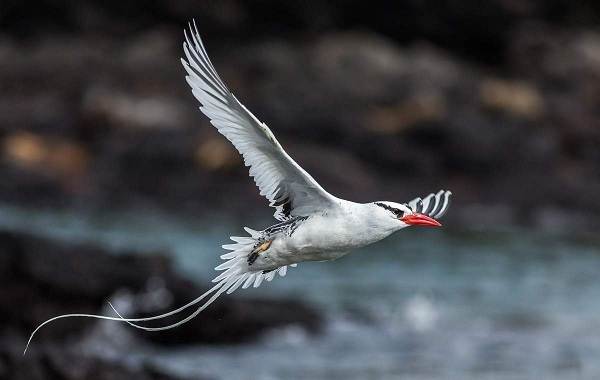 Водоплавающие-птицы-Описание-названия-и-особенности-водоплавающих-птиц-124