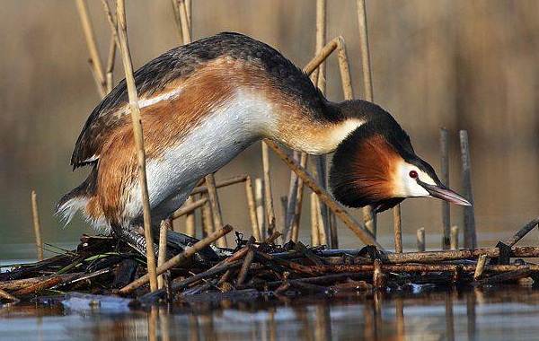 Водоплавающие-птицы-Описание-названия-и-особенности-водоплавающих-птиц-33