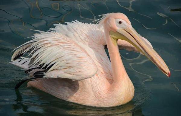 Водоплавающие-птицы-Описание-названия-и-особенности-водоплавающих-птиц-44