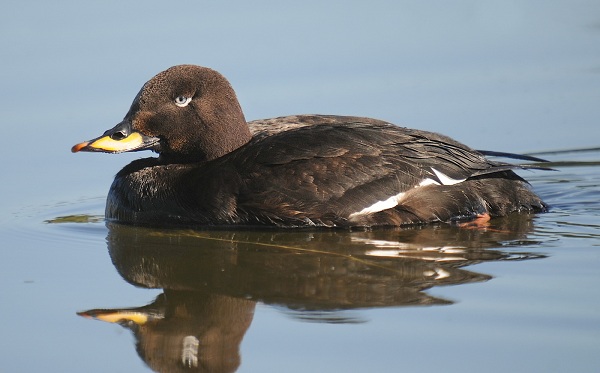 Водоплавающие-птицы-Описание-названия-и-особенности-водоплавающих-птиц-151