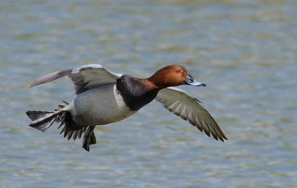 Водоплавающие-птицы-Описание-названия-и-особенности-водоплавающих-птиц-93