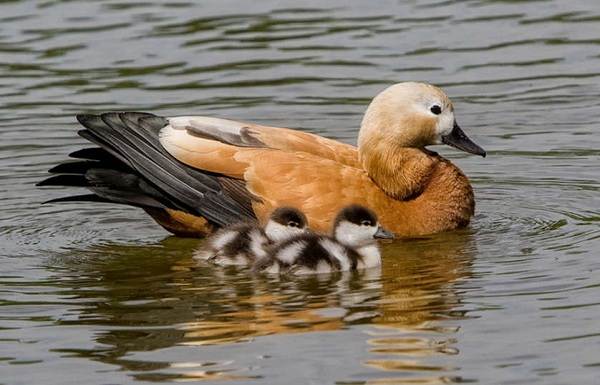 Водоплавающие-птицы-Описание-названия-и-особенности-водоплавающих-птиц-9