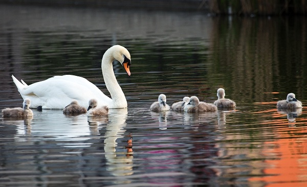 Водоплавающие-птицы-Описание-названия-и-особенности-водоплавающих-птиц-1