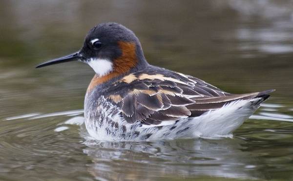 Водоплавающие-птицы-Описание-названия-и-особенности-водоплавающих-птиц-69