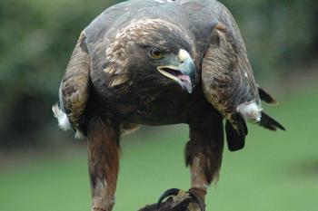 Беркут - Дикие птицы